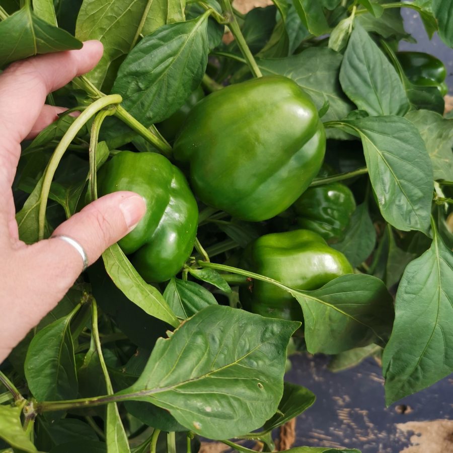 Cueillette de poivrons verts à Voisenon, en Seine-et-Marne